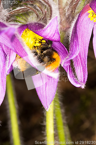 Image of Pulsatilla patens