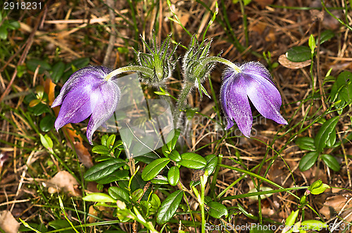 Image of Pulsatilla patens