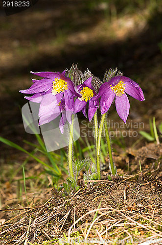 Image of Pulsatilla patens