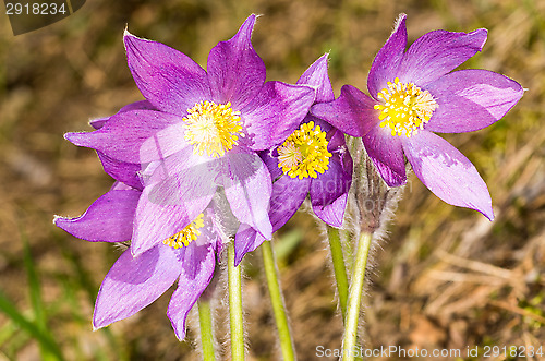 Image of Pulsatilla patens