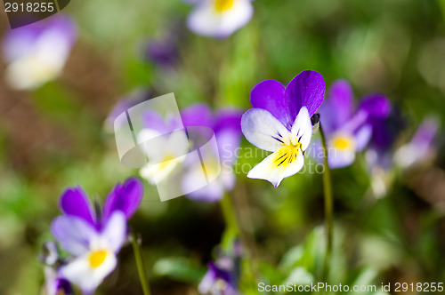 Image of Viola tricolor