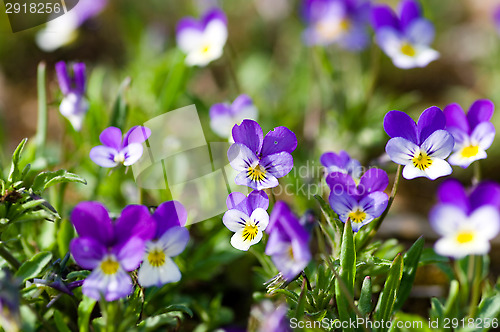 Image of Viola tricolor