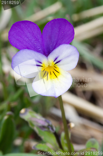 Image of Viola tricolor