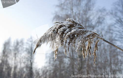 Image of Frozen