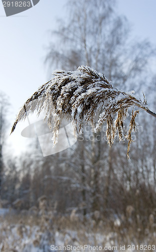 Image of Frozen