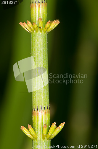 Image of Horsetail