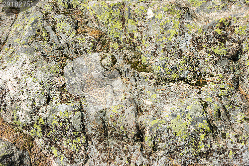 Image of Lichen