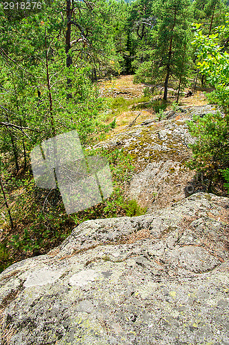 Image of Forest