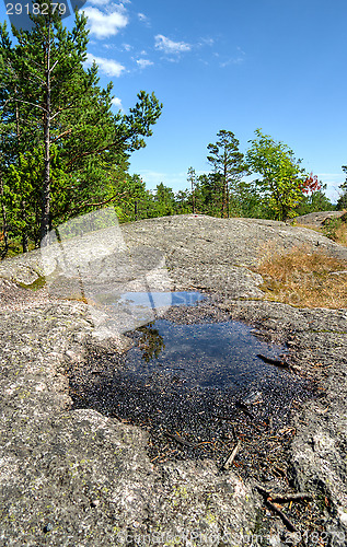 Image of Forest