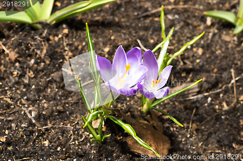 Image of Crocus