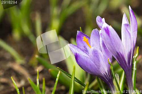 Image of Crocus