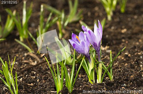 Image of Crocus