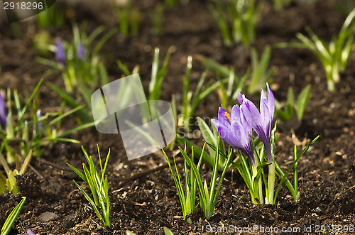Image of Crocus