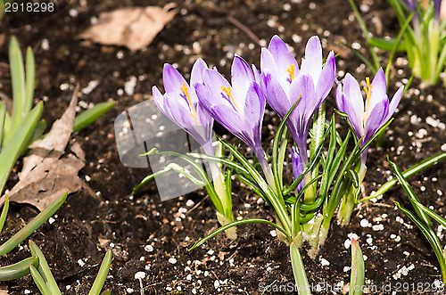 Image of Crocus