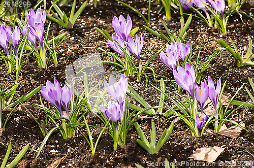 Image of Crocus