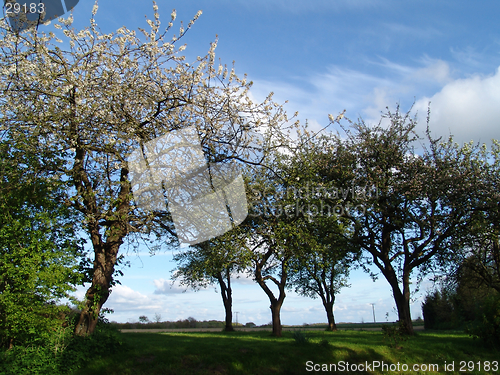 Image of spring trees