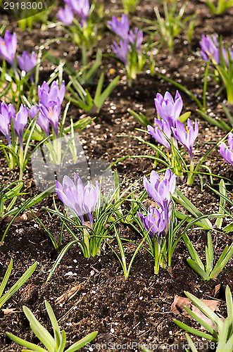 Image of Crocus