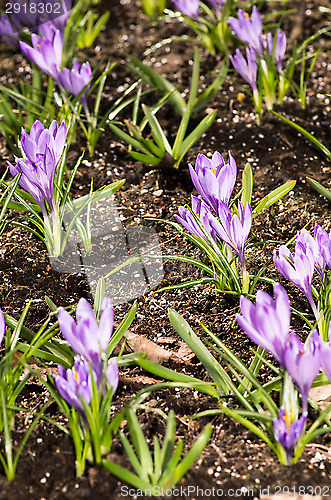 Image of Crocus
