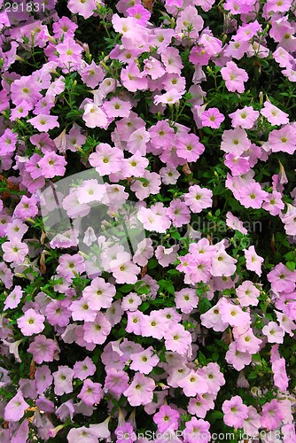 Image of Petunia wall