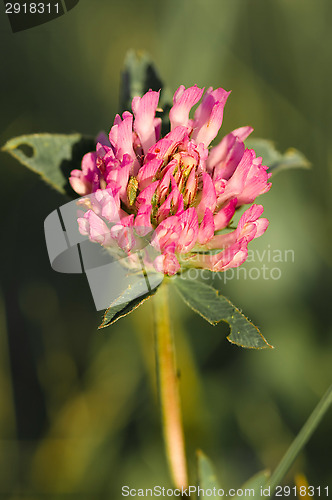 Image of Clover