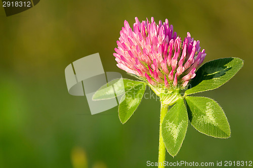 Image of Clover