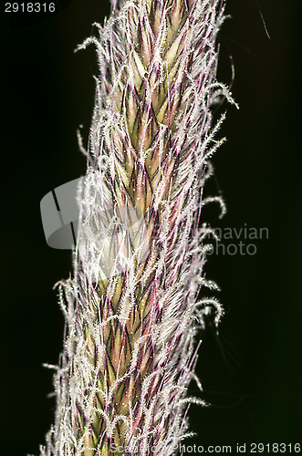 Image of Grass