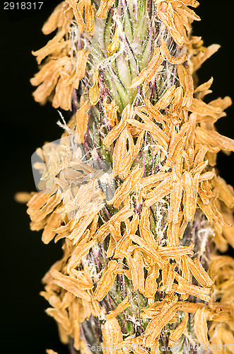 Image of Plant