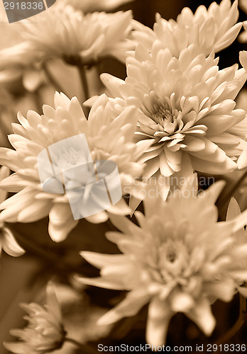 Image of Chrysanthemum