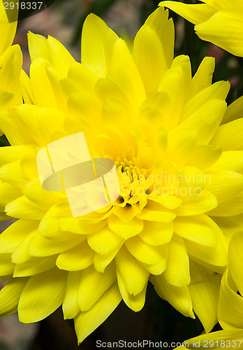 Image of Chrysanthemum