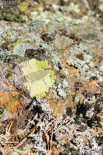 Image of Lichen