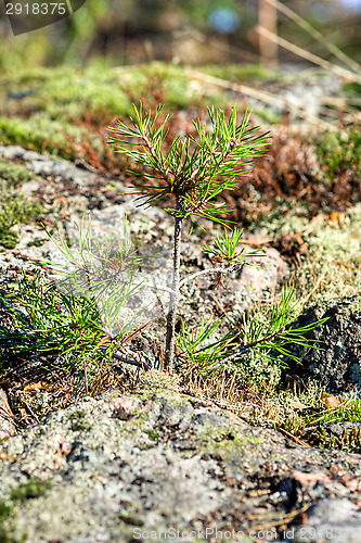 Image of Fir-tree