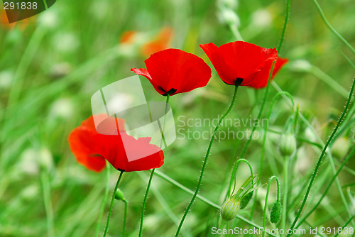 Image of Poppies