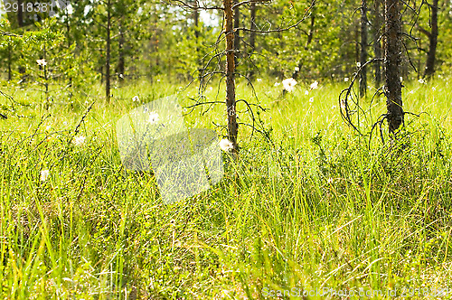 Image of Wetland