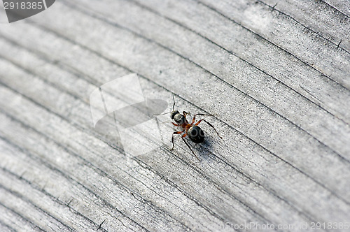 Image of Ant