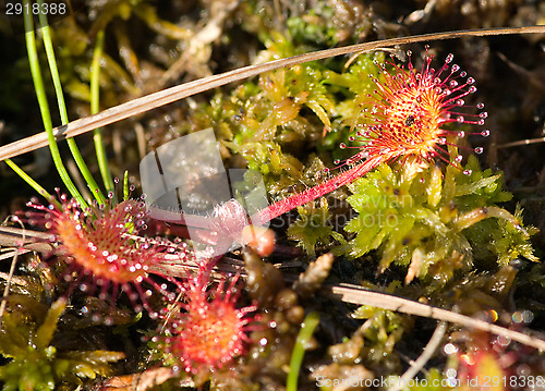 Image of Sundew