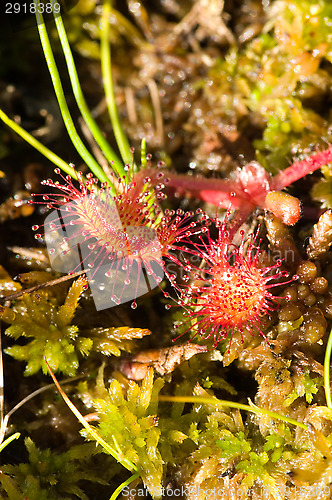 Image of Sundew