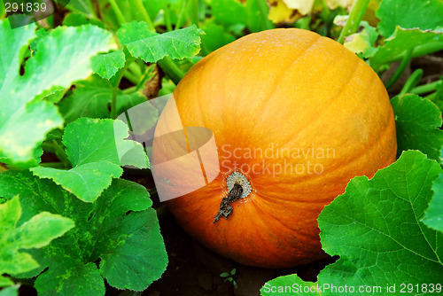 Image of Pumpkin