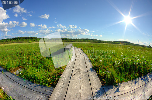 Image of Tree paths