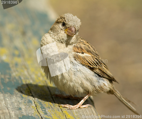 Image of House sparrow