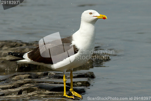 Image of Lesser Black-backed