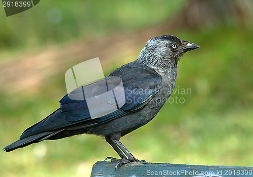 Image of Jackdaw