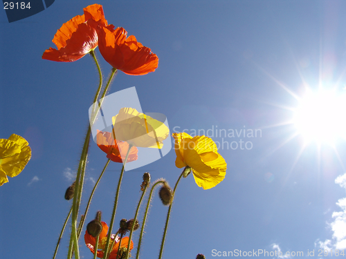 Image of poppy in the sun