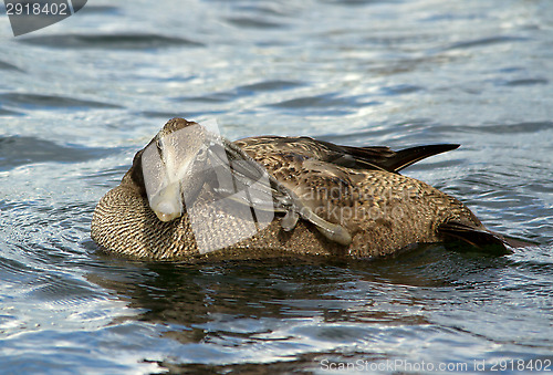 Image of Eider