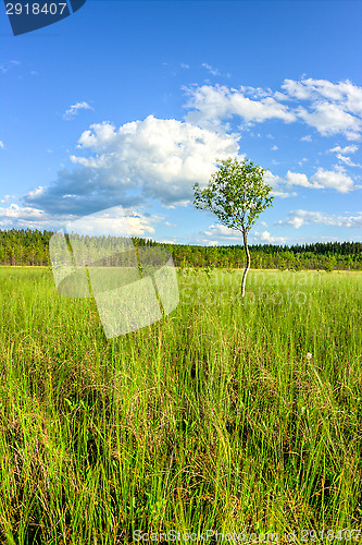 Image of Swamp