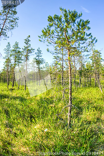 Image of Wetland