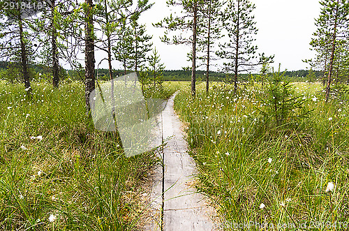 Image of Wetland