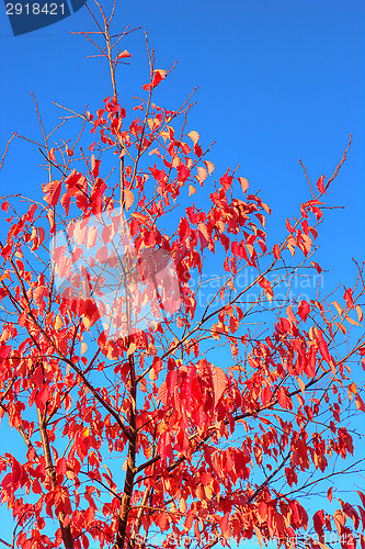Image of Fall colors