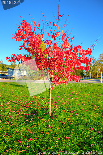 Image of Autumn colors