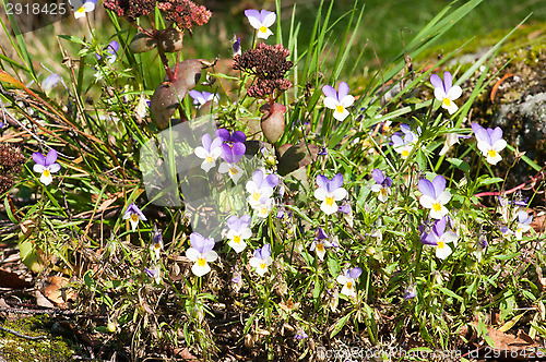 Image of Viola tricolor