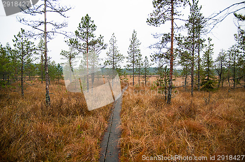 Image of Wetland